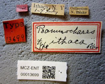 Media type: image;   Entomology 13699 Aspect: labels